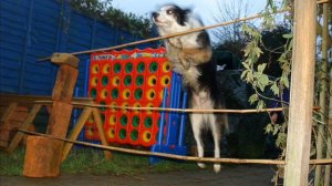 Skipper Jumping.wmv