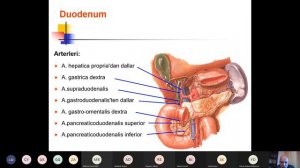 TF.D2.K3.09 10.Intestinum tenue