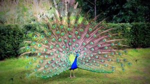 Peacock & Pigeon In Kyoto Garden, Holland Park, Kensington, London W8 6LU #hollandpark #kyotogarden