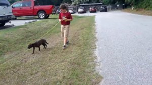 Vivian and Victoria - leash walking - 6.16.18