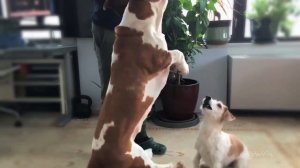 Basset Hound Ballet "In The Upper Room"