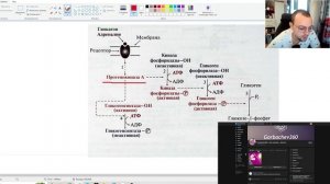 Гликоген (Часть 2) - разбираем эффекты гормонов!!!