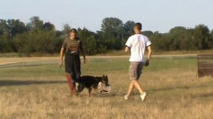 Hód-Dog Center őrző-védő tréning