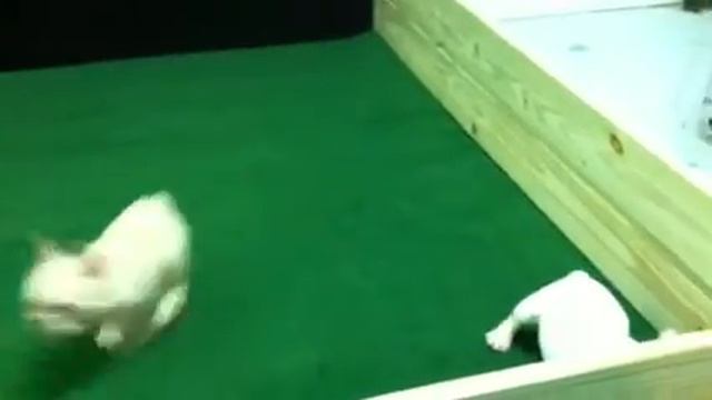 French Bulldog Puppies For Sale - Corbin, KY - Male - Larzs and Hans Video 1.MOV смотреть онлайн