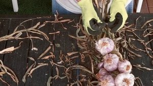 Garlic Braiding - with Neshikha