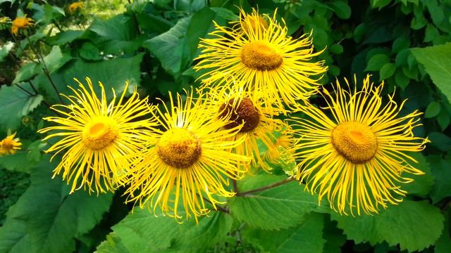 Прогулка по ботаническому саду смотреть онлайн