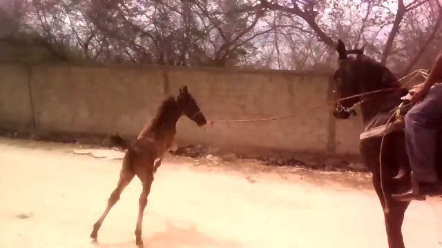 Pobre caballo смотреть онлайн