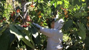 Cherries Pickings 2018 @ Root Orchards