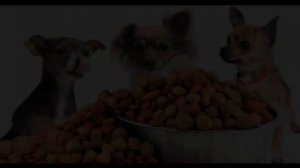 Simmons Pet Food shares half-million pounds of pet food with area shelters for holidays