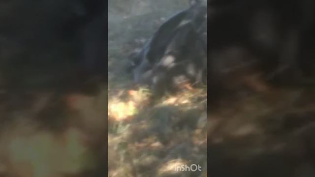 Куликово поле 6 часть смотреть онлайн