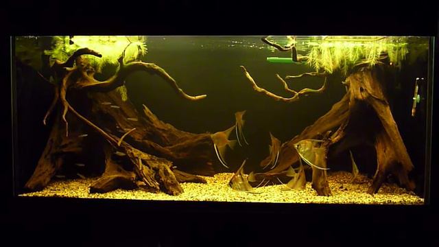amazon biotope aquarium смотреть онлайн