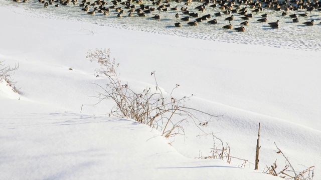 Away in a Manger - Angels we Have Heard on High смотреть онлайн
