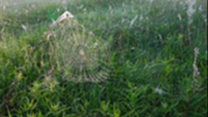 Сергеева Ольга Федосеевна №09-16 Усвятские_песни_02.wmv