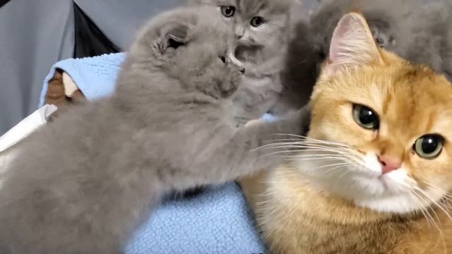 British Short Hair Golden Chinchilla Cat and Scottish Fold kitten Британская золотая шиншилла смотреть онлайн