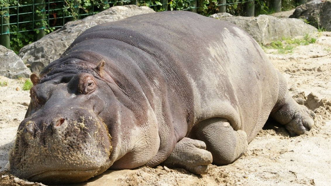 Крупный бегемот. Hippopotamus amphibius бегемот. Обыкновенный бегемот африки. Животные африки бегемот. Бегемот фото.