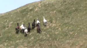 Nokota wild herd horses