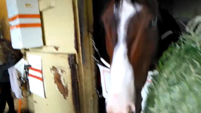 Belmont Park up close   inside one of the barns May 7 2017 3