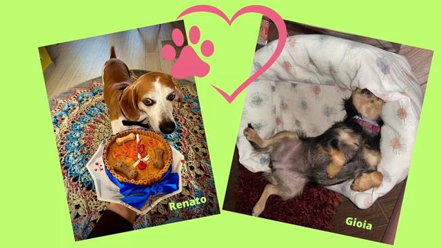 Progetto rifugio per Facebook смотреть онлайн