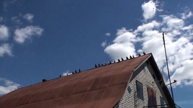голуби погоду чуствуют...у Олега...июль..Мисник И смотреть онлайн