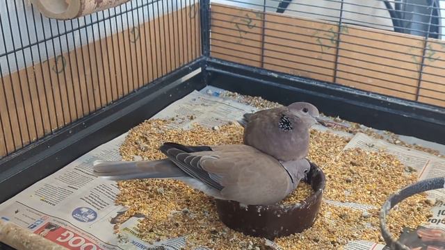 Cannot believe this, Skippy and Ellis and so much love between them ... (Life with doves Vlog) смотреть онлайн