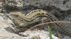 Крымская ящерица. Самка ( Podarcis tauricus )