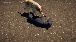 Attack Dog All Kill And Attack Animations In Slow Motion (Far Cry 5)
