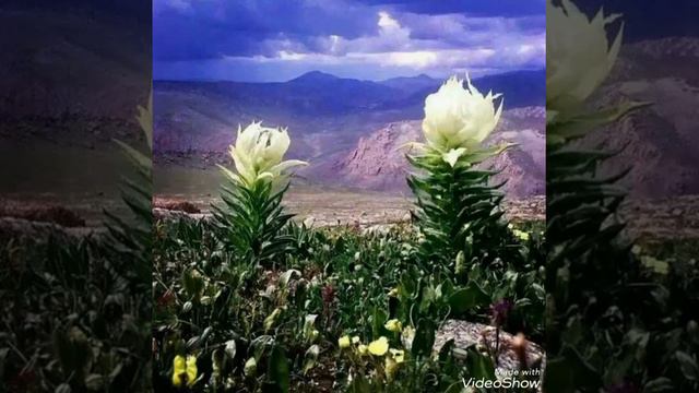 Vansemberuu tsetseg shuleg смотреть онлайн