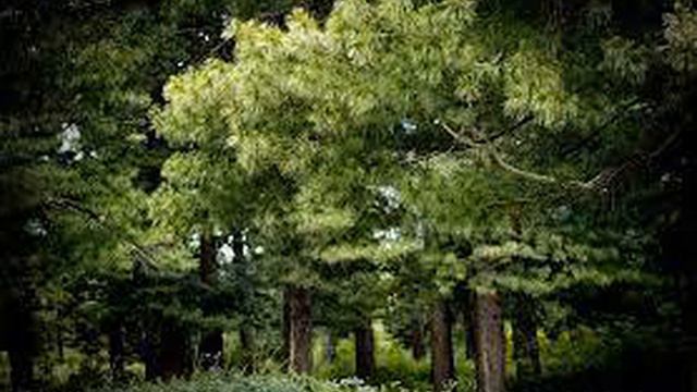 ВЛАДИМИР  МЕГРЕ   "РОДОВАЯ КНИГА" смотреть онлайн