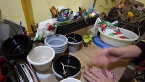 Пересаживаю фиалки.Что добавляю в грунт.