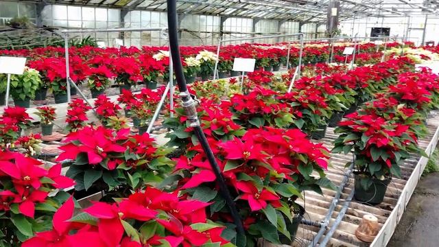 NKY Chamber Spotlight - Swan Floral and Gift Shop