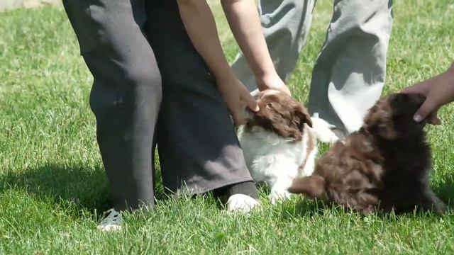 Levi Miller's Hava Pom Puppies смотреть онлайн