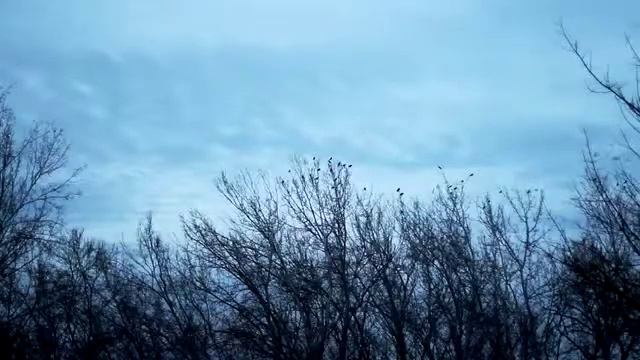 El aire de los chopos de José Agustín Goytisolo