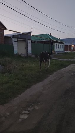 Вечер в деревне, коровы возвращаются домой