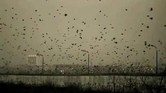 Amina Kublanova & u.w.e. * everybody hurts * (REM) смотреть онлайн