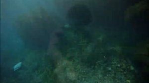 Freediving Barton Springs (GoPro HD)