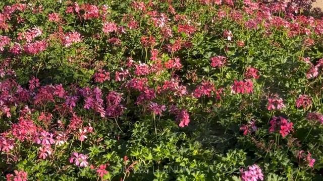 Himno al SOL José María Heredia смотреть онлайн