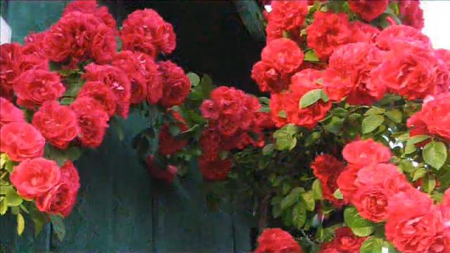 Some of my roses смотреть онлайн