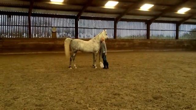 Susan George and her beautiful Arabian mare SG Amber Djewel смотреть онлайн