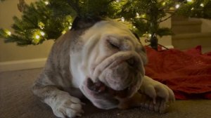 Reuben the Bulldog: Thanksgiving Morning