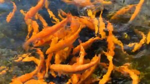 Fish farm in Germany: golden trout, albino sterlet and sturgeons