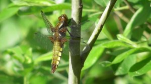 Стрекоза плоская. Самка и самец ( Libellula depressa )