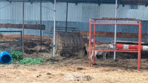 навес для овец