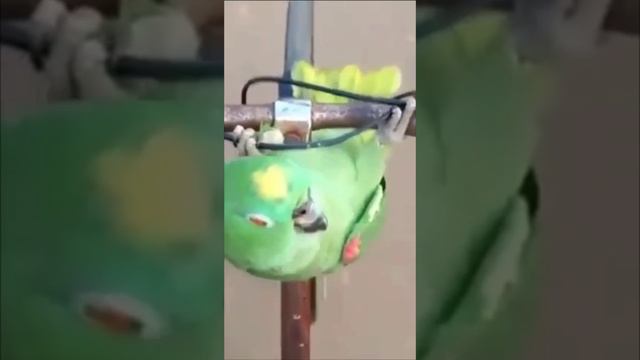 Попугай-гонщик: Феррари на руле велосипеда!