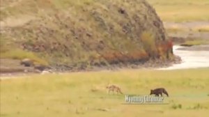 Greg Falk, wildlife outfitter, on "Wyoming  PBS Chronicle"