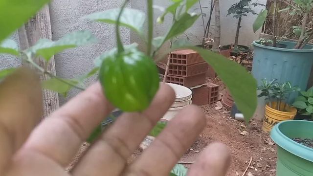 COLOQUEI CARVÃO nas minhas PLANTAS !!!VEJA QUE INCRIVEL RESULTADO. смотреть онлайн