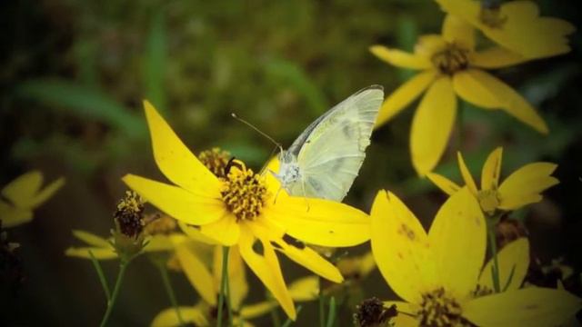 Damase‬ - Pavane variee смотреть онлайн