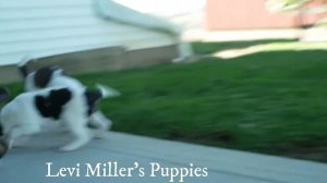 Levi Miller's Terrier Mix Puppies