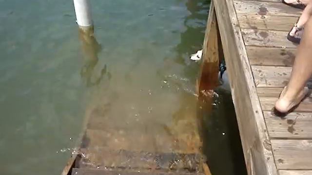 Hannah Jack Russell Terrier diving for fish at Lake Martin смотреть онлайн