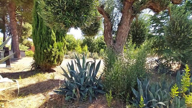 1171-RICHARD WAGNER - SIEGFRIED - El murmullo del bosque. смотреть онлайн