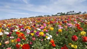 İran Təranələri   Oynamalı Ritmik Mahnı